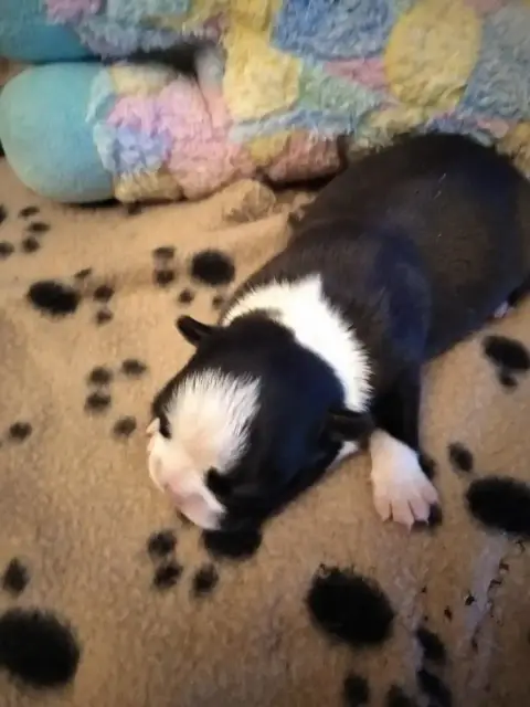 Boston Terrier  Chiot 2