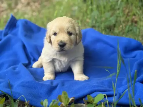 Golden Retriever  Chiot N°1 Du Château De L'Amour