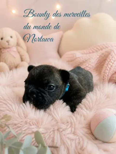 Bouledogue Français  Bounty Des Merveilles Du Monde D ba70a