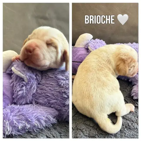 Beagle  Brioche De La Vignelais