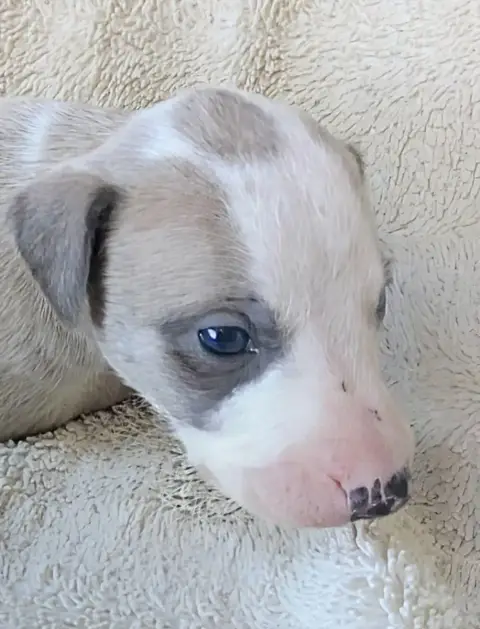 Whippet  Brennus De Rockalma