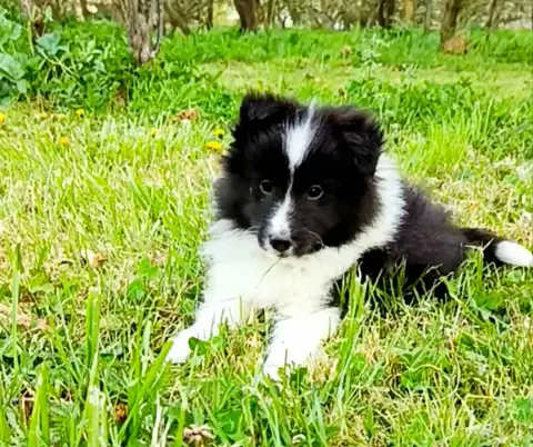 Shetland Sheepdog  Balou Des Jardins De Becky