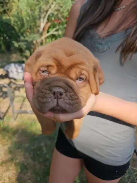 Dogue De Bordeaux 
                        Collier Gr 1c6ac photo 2