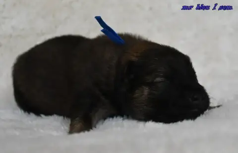 Eurasier  Chiot 5 Des Legendes De Retz