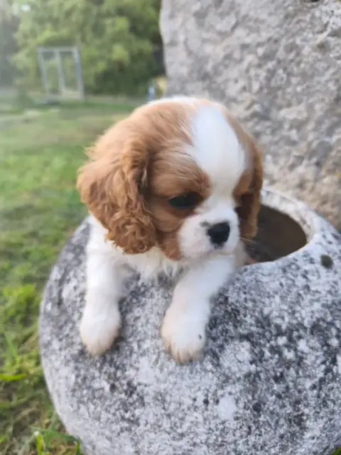 Cavalier King Charles Spaniel  Chiot N°1 Des Princes  c9052 photo 2