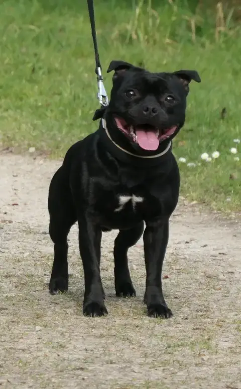 Staffordshire Bull Terrier  Blast Wave De Contagious  49f8e photo 2