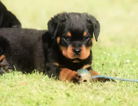Rottweiler  Chiot 8 Des Titans Noirs Et Feux photo 3