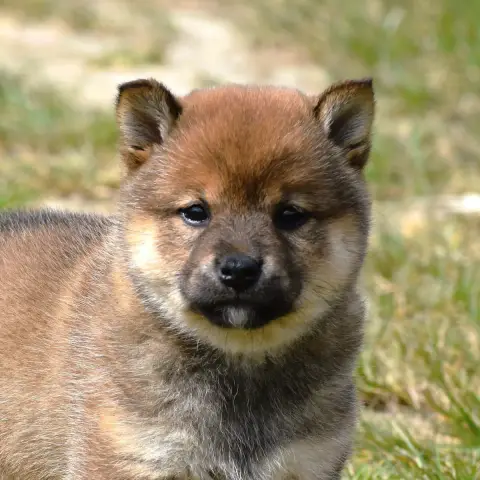 Shiba photo 3