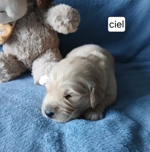 Golden Retriever  Monsieur Ciel Des Jardins D'Or Et D e063f