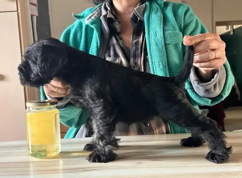 Schnauzer Miniature  Bosco De Tierra Lemi photo 3
