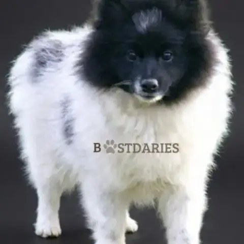 Superbes Petits Spitz Blanc Particolor