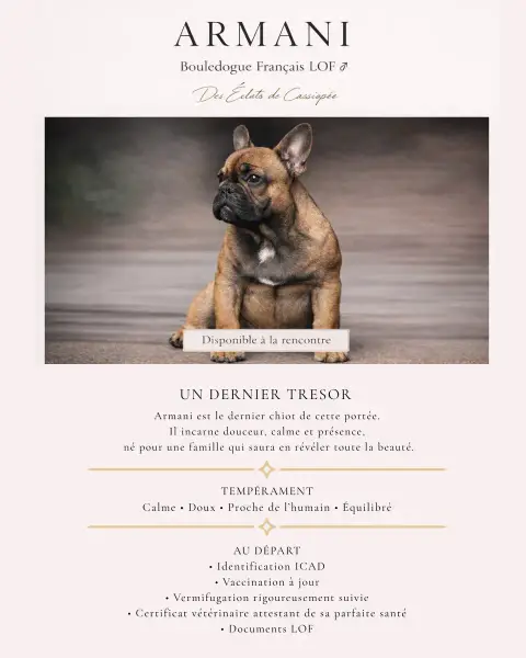 Bouledogue Français  Armani Des Éclats De Cassiopée 8d403