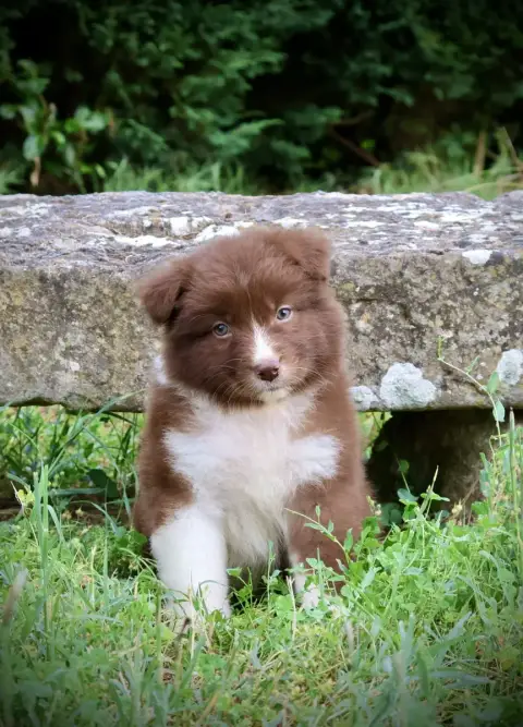 Berger Australien  Chiot N°5 Red Rock River