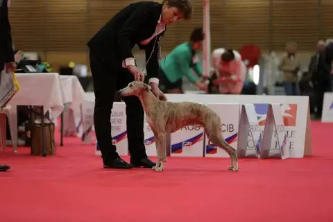 Whippet  B Des Terres De Pag photo 3