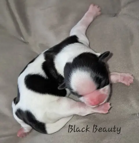 Shih Tzu  Black Beauty Soclemax photo 3