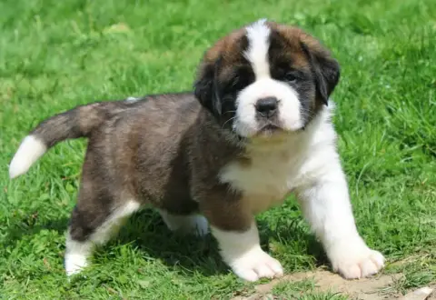 Chien Du Saint-