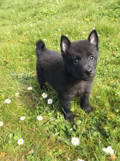 Schipperke  Bruce De Jerrie Black photo 2