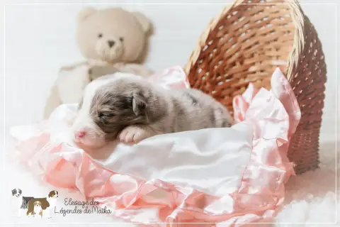 Berger Australien  Chiot N°6 Des Légendes De Maika photo 3