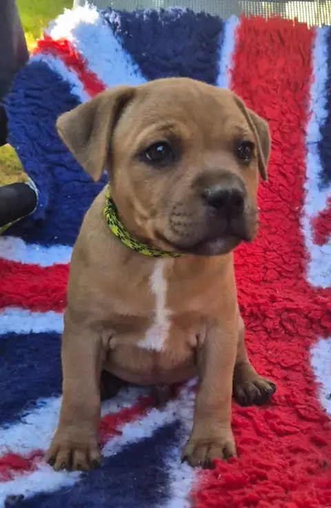 Staffordshire Bull Terrier 
                        B db7b0
