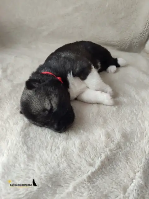 Siberian Husky  Collier Rouge De L'Étoile Sibérienne aa080
