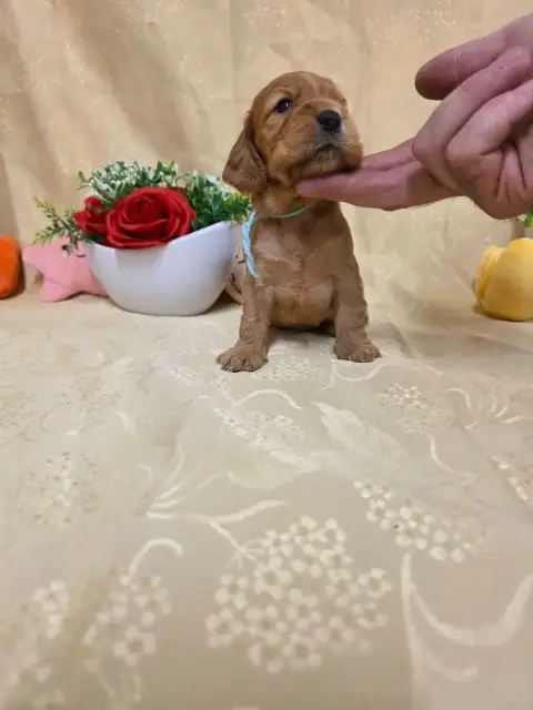 Cocker Spaniel Anglais 
                        B.... 45c2a photo 3