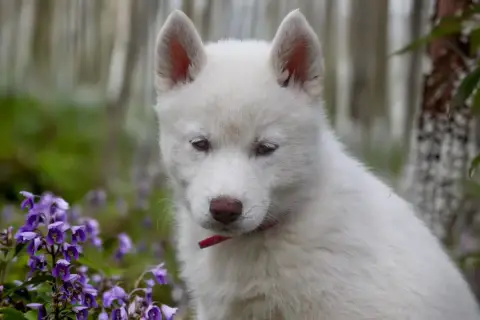 Siberian Husky  Boreas Hivana Siberian Southeast photo 2