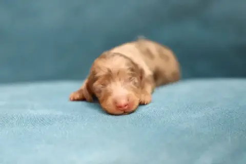 Teckel Poil Long 
                        Chiot 6 She 12bee