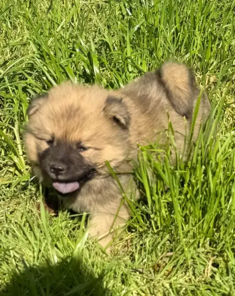 Eurasier  Chiot N°3 De Nibele