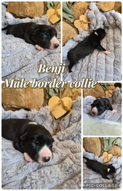 Border Collie  Benji