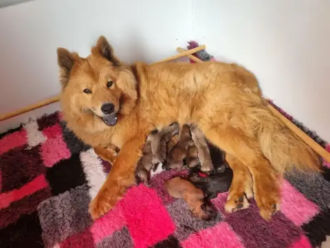 Eurasier  Miss Violette Les Constellations Au Clair D a43f2