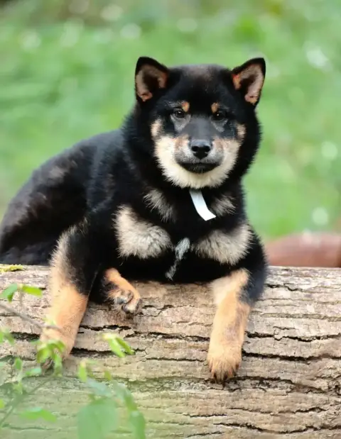 Shiba  Atsushi De La Folle Emprise