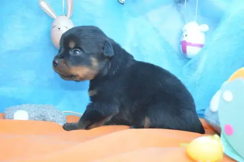 Rottweiler  Collier Orange Des Gardiens De Feu photo 3