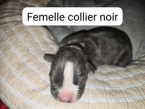 American Staffordshire Terrier  B... Du Royaume De Tc f27a1