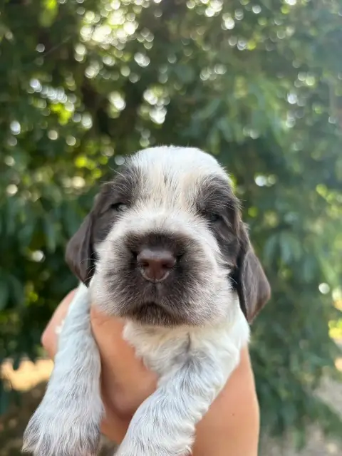 Cocker Spaniel Anglais  Femelle 5 Des Plumes D'Orphée 65574
