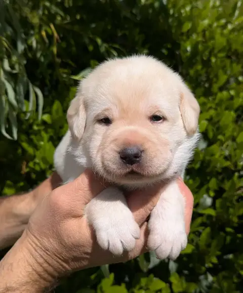 Labrador Retriever  Femelle Collier Violet Du Domaine 12b8c