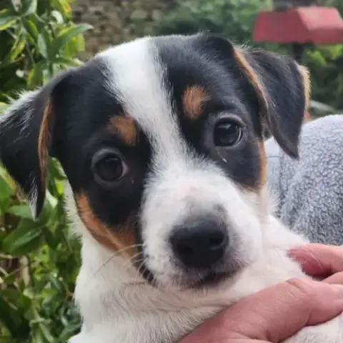 Jack Russell
