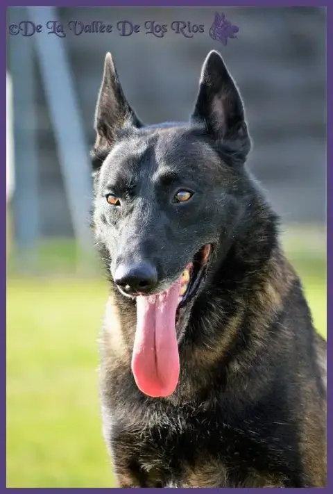 Berger Belge photo 2
