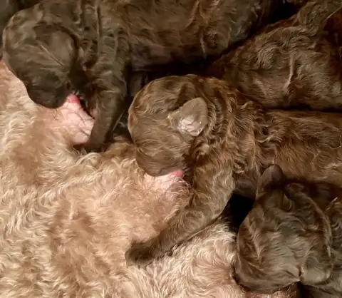 Caniche  Chiot 7 Du Coeur Des Terres