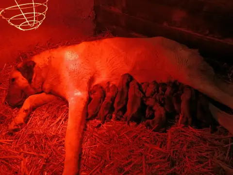 Berger Kangal  Chiot N°1