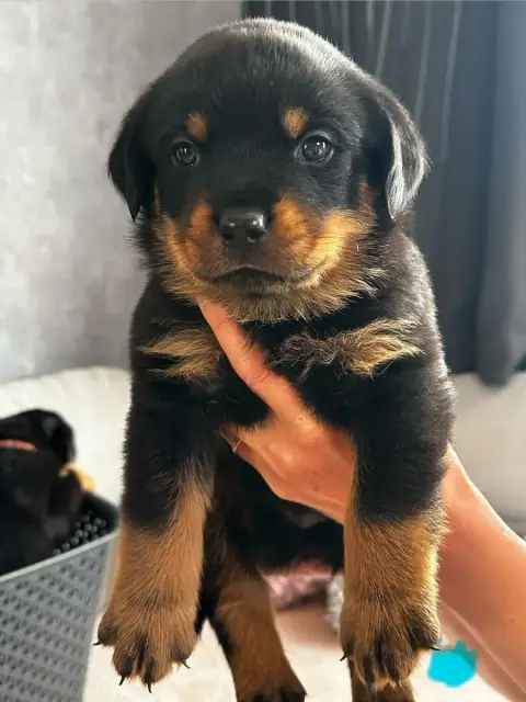 Rottweiler  Bleu Du Valhalla Des Anges Noirs
