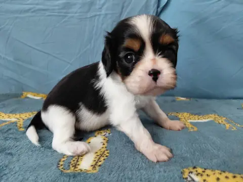 Cavalier King Charles Spaniel  Ft1 De La Horde Royale b17d9