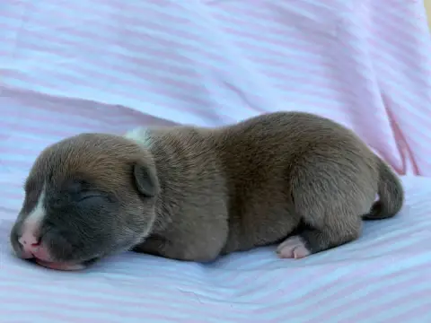 American Staffordshire Terrier  Chiot N°5 De La Taver 5ca52