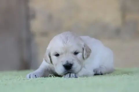 Golden Retriever photo 2