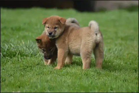 Shiba  Chiot 4 De L'Empire Des Samouraïs photo 3