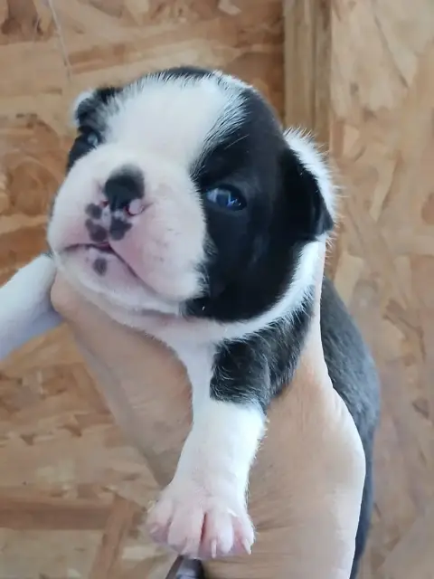 Boston Terrier  Chiot N°2 Du Domaine De La Rocherie 1629a