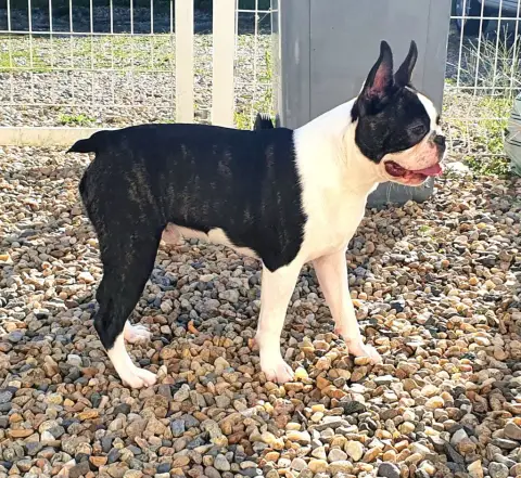 Boston Terrier  Chiot 5 photo 2