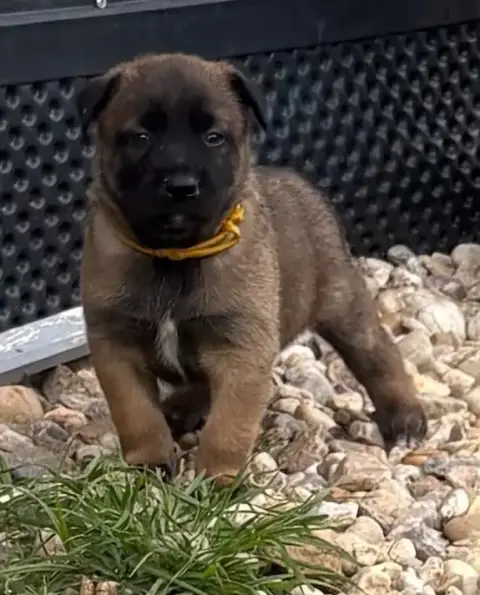 Berger Belge  Jaune De La Dream Team Des Charbonheur 829eb photo 2