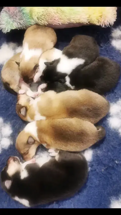 Colley À Poil Long  Chiot N°5 De Remember Our Love