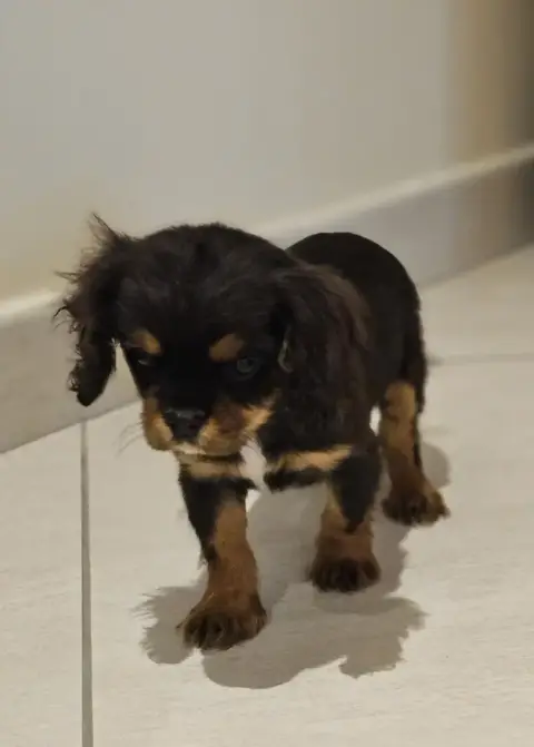 Cavalier King Charles Spaniel  Brave
