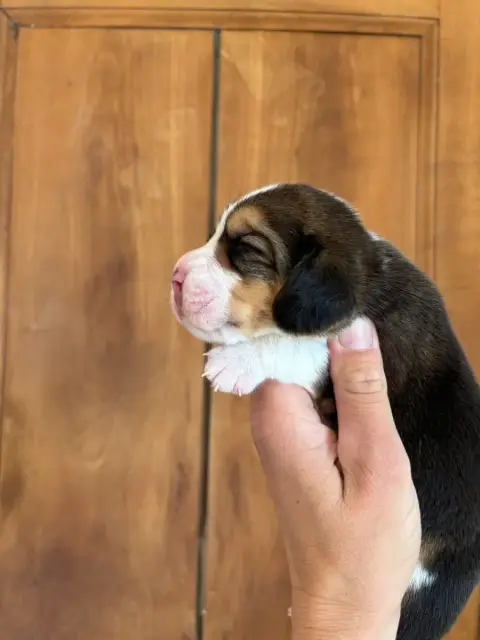 Beagle  Chiot 4 Des Gardiens D'Alma photo 2